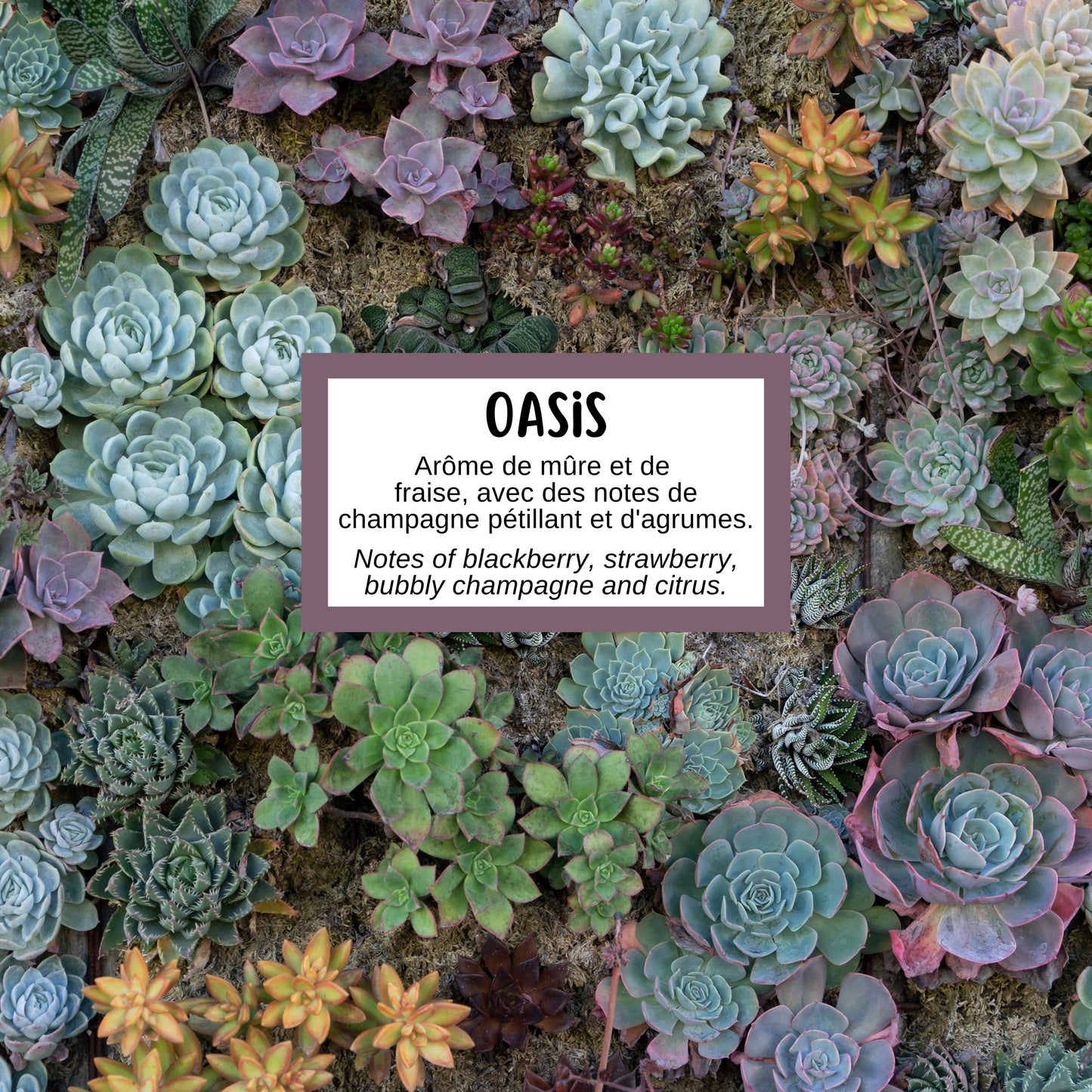 Savon OASIS