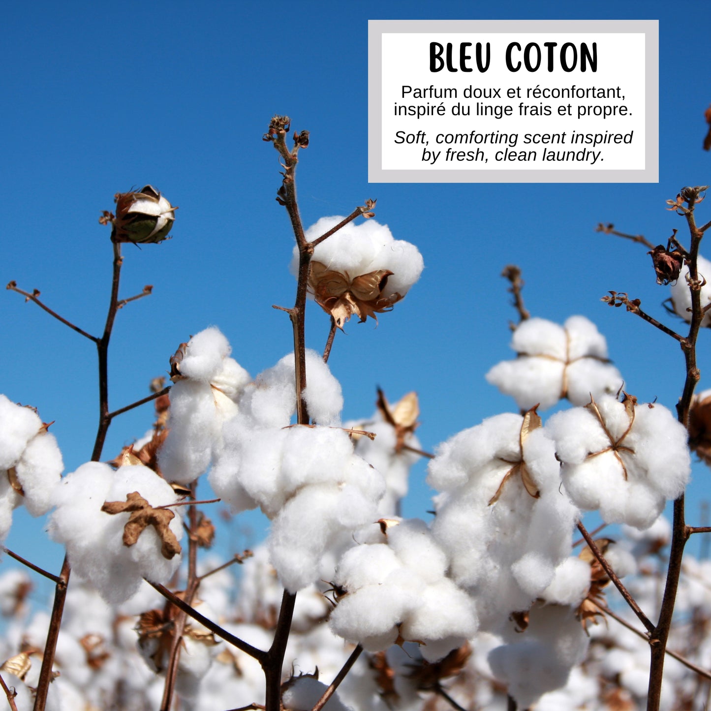 Savon LUFFA