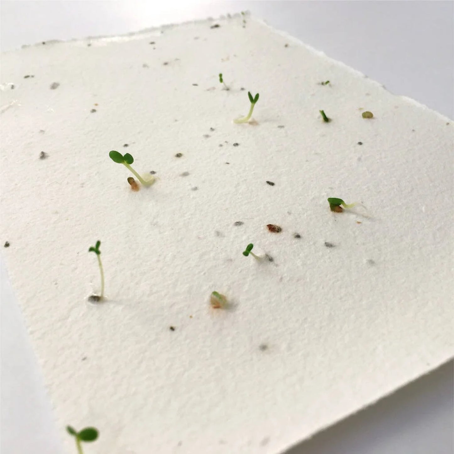 Certificat-cadeau imprimé sur du papier ensemencé