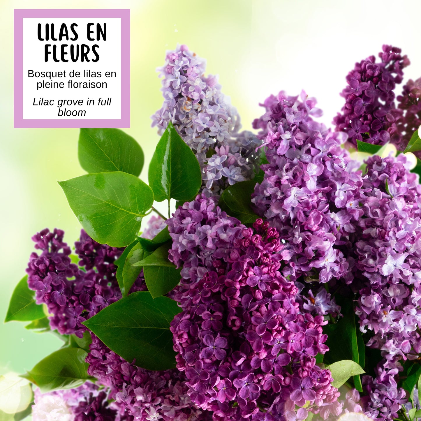 Savon LILAS EN FLEURS