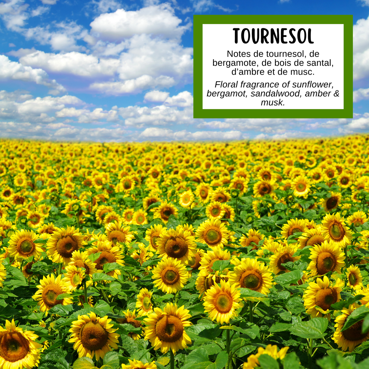 Description de la fragrance du savon tournesol