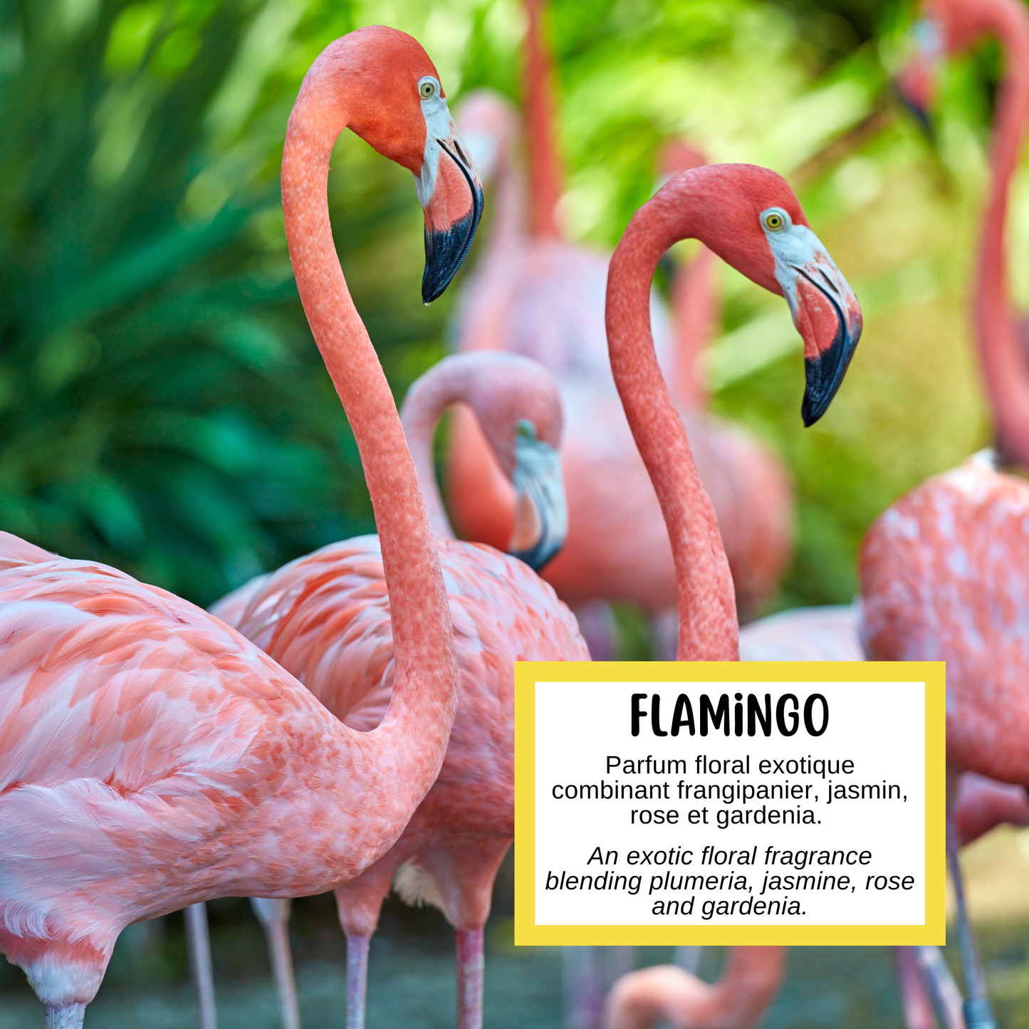 Description de la fragrance du savon flamant rose d'Effet Lotus qui est un mélange de fleurs tropicales comme plumeria, gardenia, jasmin et rose.
