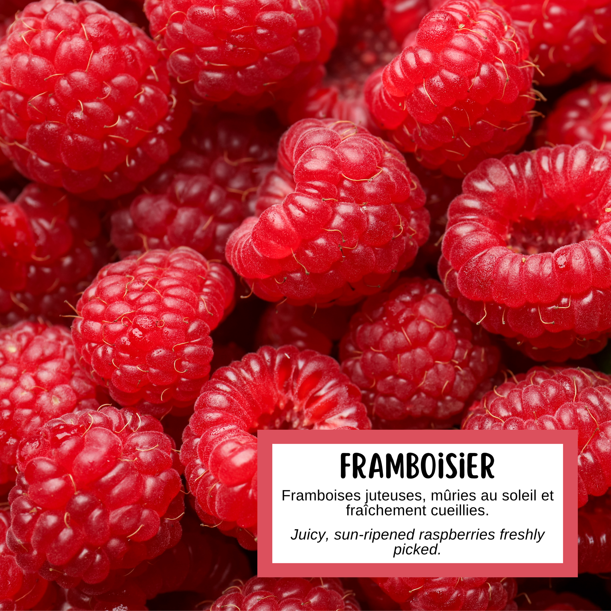 Description du savon aux framboises fabriqué par Effet Lotus, qui sent les petits fruits mûris au soleil et fraîchement cueillis.