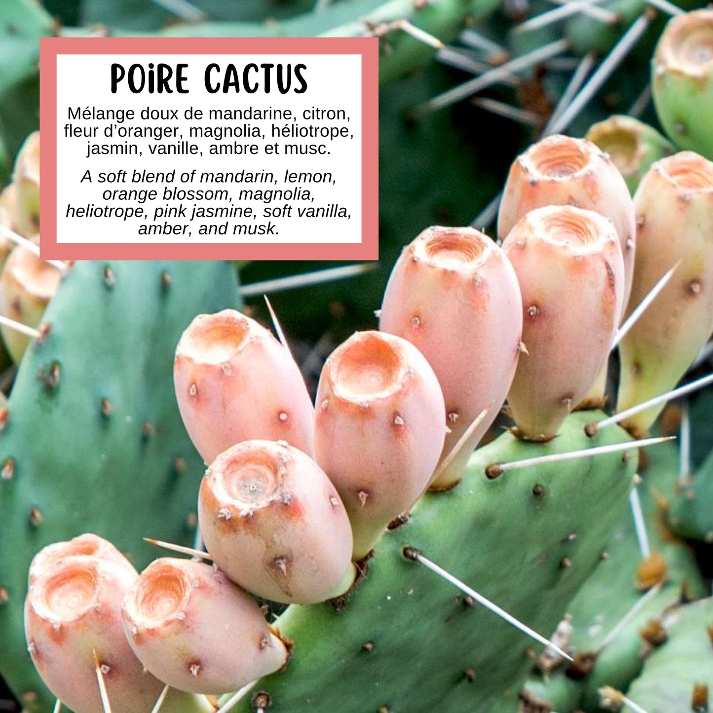 Description de la fragrance du savon exfoliant en forme de poire cactus par Effet Lotus, aux arômes de mandarine, de citron, de fleur d'oranger, de magnolia, d'ambre et de musc.